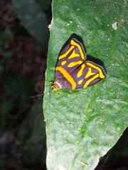 Hemerophila orinympha
