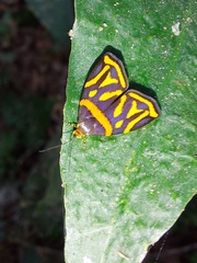 Hemerophila orinympha