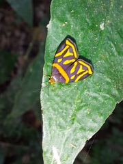 Hemerophila orinympha