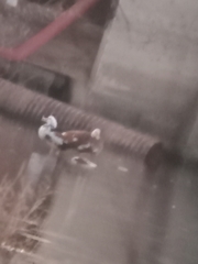 Cairina moschata domestica