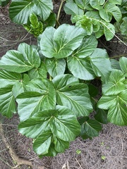 Angelica hirsutiflora