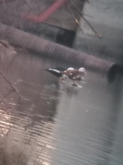 Cairina moschata domestica