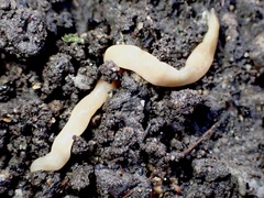 Microplana scharffi