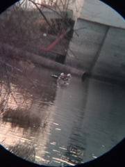 Cairina moschata domestica