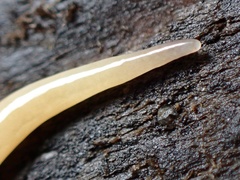 Microplana scharffi
