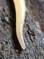 Microplana scharffi