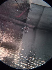 Cairina moschata domestica