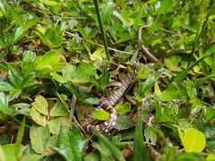 Mastigodryas danieli