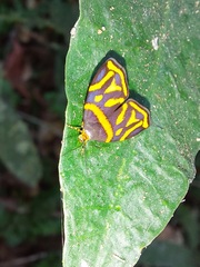 Hemerophila orinympha