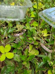 Mastigodryas danieli