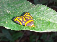 Hemerophila orinympha