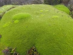 Abrotanella forsteroides