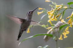 Eugenes fulgens