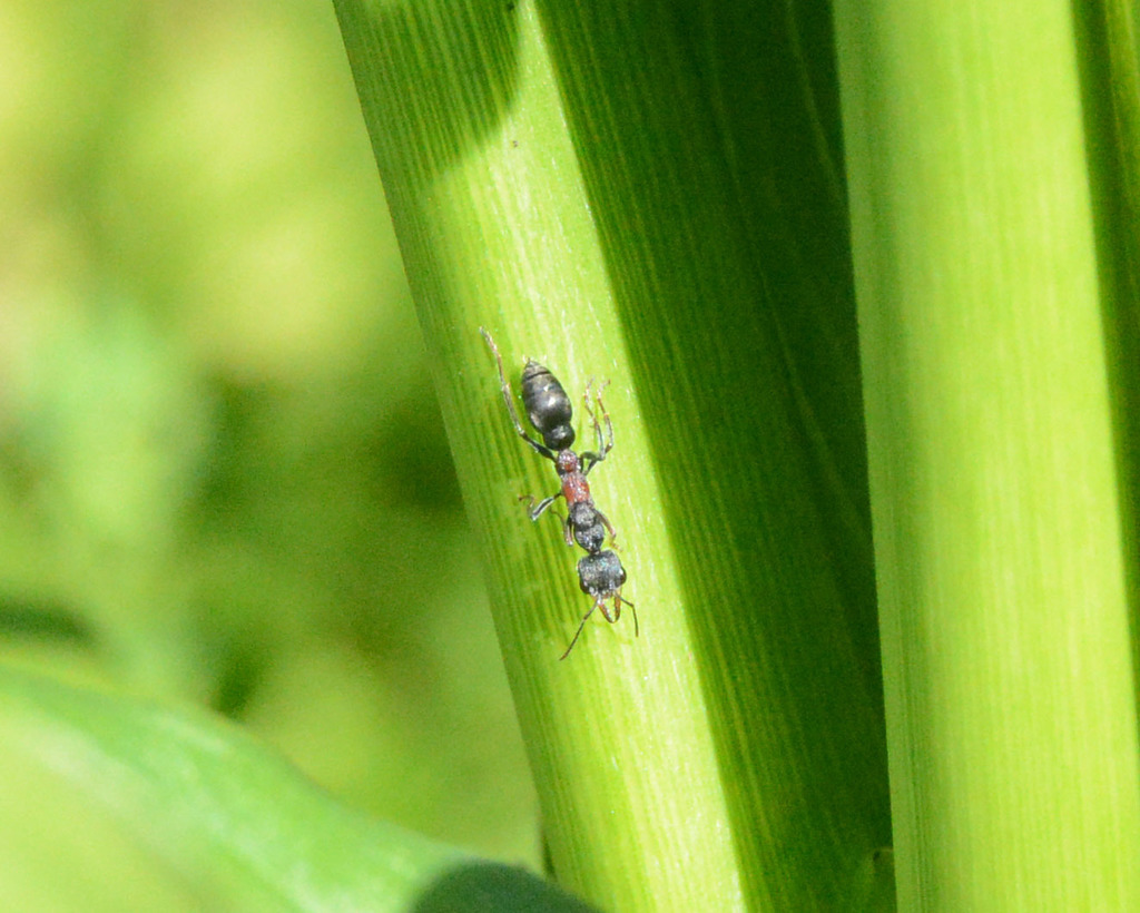 Myrmecia infima from Perth WA, Australia on October 15, 2021 at 08:29 ...