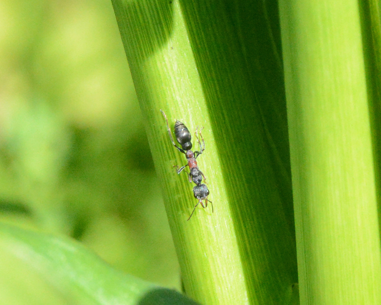 Myrmecia infima