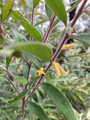 Persoonia mollis