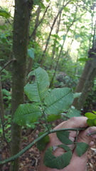 Zanthoxylum liebmannianum