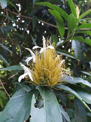 Justicia croceochlamys