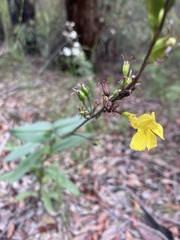 Goodenia decurrens