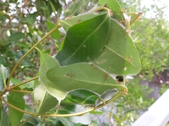 Oecophylla smaragdina