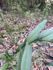 Goodenia decurrens