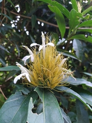 Justicia croceochlamys