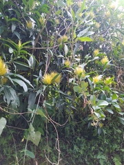 Justicia croceochlamys