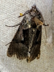 Autographa ampla