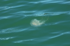 Desmonema gaudichaudi