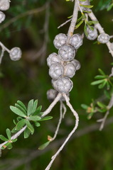Leptospermum obovatum