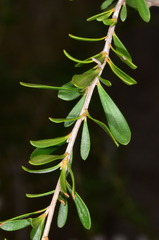 Leptospermum obovatum