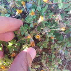 Pectis multiflosculosa