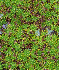 Abrotanella forsteroides