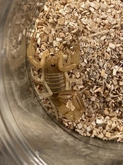 Androctonus amoreuxi