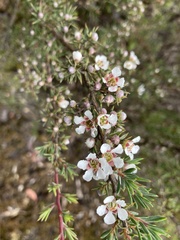 Leptospermum arachnoides