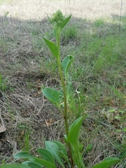 Arnoglossum plantagineum