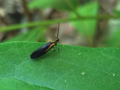 Mathildana newmanella