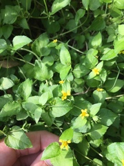 Calyptocarpus vialis