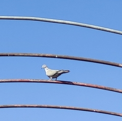 Streptopelia decaocto