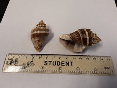 Melongena