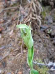 Pterostylis scabrida