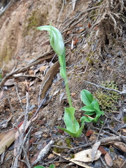 Pterostylis scabrida
