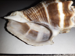 Melongena
