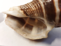 Melongena