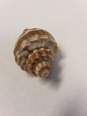 Melongena