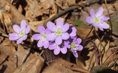Hepatica