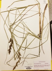 Carex decomposita