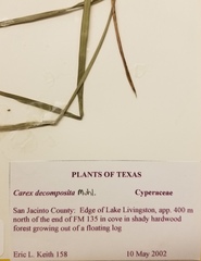 Carex decomposita
