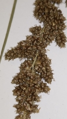 Carex decomposita