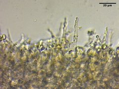 Mycena citrinomarginata